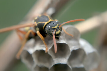 フタモンアシナガバチの女王蜂と巣