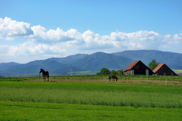 Fototapeta premium Rural landscape with horses on pasture in the background Traditional wooden barns and mountains. Slovakia country, region Turiec.