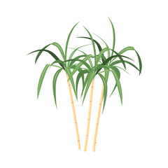 Fototapeta na wymiar Vector illustration of palm and cane sign. Graphic of palm and plant stock vector illustration.