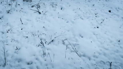 Snow recoverd the grass and branches