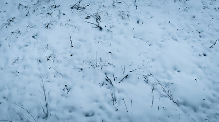 Snow recoverd the grass and branches