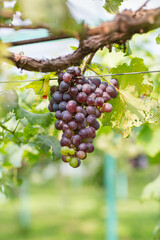 black grape fruit on tree at house farm