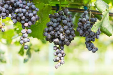 black grape fruit on tree at house farm