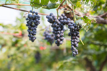 black grape fruit on tree at house farm