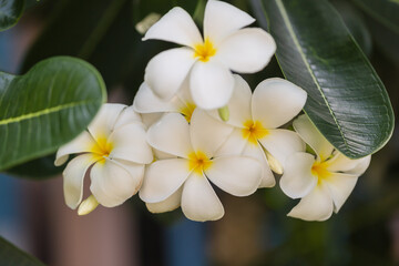 Obraz na płótnie Canvas Frangipani white flower on tree nature background