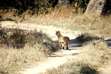 Wild cat also known as jungle cat in central jungle of India.