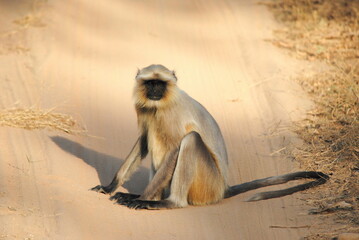 Obraz premium monkey sitting in central jungle of India.