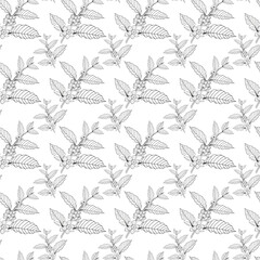 Seamless coffee beans background with branch of coffee and coffee blossom.