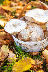 A basket with beautifully picked up edible mushrooms umbrellas stands on fallen yellow leaves....