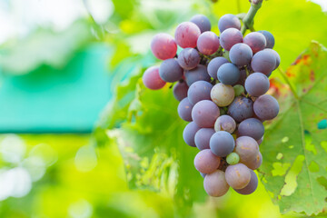 black grape fruit on tree at house farm
