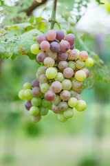bunch of grapes