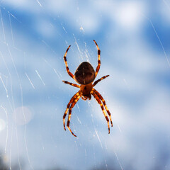 spider on the web