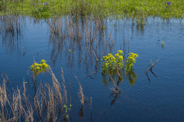 summer, day, rest, walk, observation, nature, landscape, lake, dark, water, ripples, reflections, overgrown, Bank, meadow, green, young, grass, vegetation, yellow, flowers, stems, leaves, dead wood