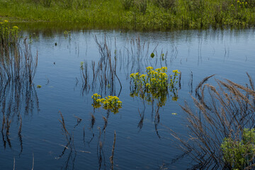 summer, day, rest, walk, observation, nature, landscape, lake, dark, water, ripples, reflections, overgrown, Bank, meadow, green, young, grass, vegetation, yellow, flowers, stems, leaves, dead wood