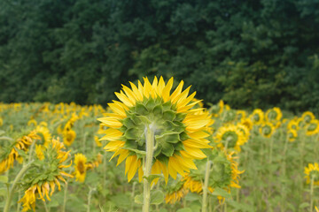 Obraz premium Summer landscape with a field of blooming sunflowers.