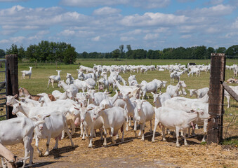 Goats eating grasses on high grassland,in Holland