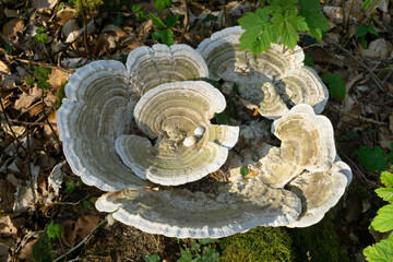 Schmetterlingstramete (Trametes versicolor), Pilz am Baumstumpf, Nordrhein-Westfalen, Deutschland,...