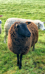 Flock of sheep, staring sheep on grass farmfield under a dramatic sunset or sunrise sky