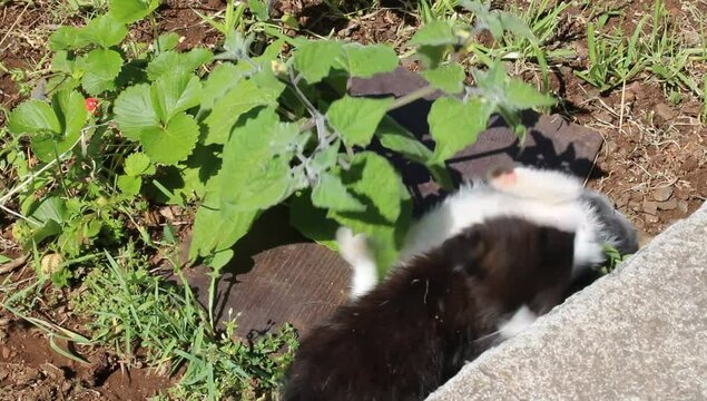 Dos hermanos jugando 