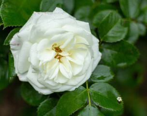 plante potager vert nature légumes