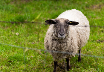 Fototapeta premium animal mouton dans le pré 