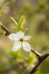 flowering apple trees or apricots in the warm sunny spring in May