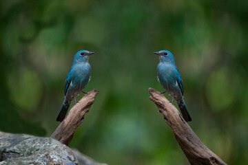 Verditer Flycatcher