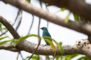 Verditer Flycatcher
