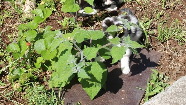 Un gato sobre una tabla sobre madera 