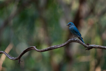 Verditer Flycatcher