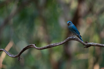 Verditer Flycatcher