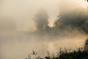 Silhouettes of Plant Stalks on the River Bank in Solar Mist.