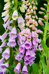 digitalis purpurea flower foxglove in the garden © Vera Kuttelvaserova