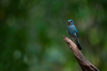 Verditer Flycatcher