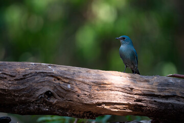 Fototapeta premium Verditer Flycatcher