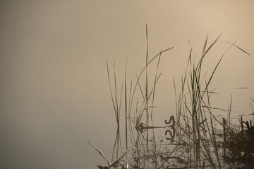 Obraz premium Silhouettes of Reed Stalks in the Solar Mist.