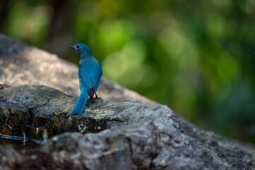 Verditer flycatcher