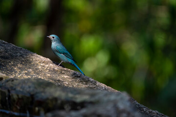 Verditer Flycatcher