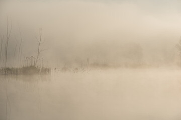 Dry Trees and Thickets of Bulrush on the Bank of the River in the Mist at Dawn.