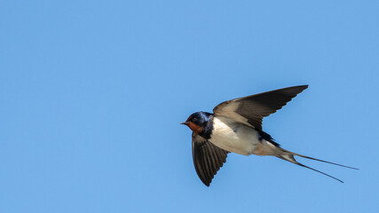 Portrait of one single Barn Swallow (hirundo rustica) in flight in front of blue background taken in germany mecklenburg vorpommern
