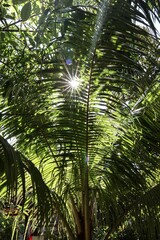 Obraz na płótnie Canvas palm tree in the sun
