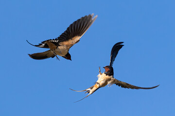 Rare portrait of two Barn Swallow (hirundo rustica) in flight fight with claws open in front of...