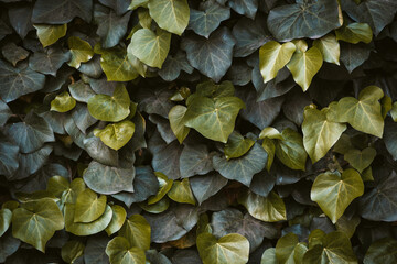 Dark Green Hedera Helix ivy. Floral background or texture. Green plant hedge. Close up shot.