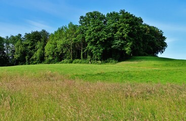 Sommerliche Wald- und Wiesenlandschaft