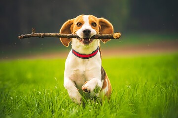 Beagle dog with a stick on a green field during spring runs towards camera.