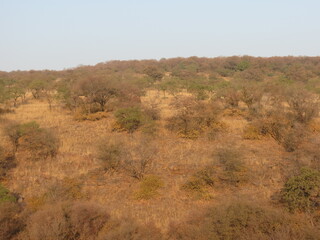 Fototapeta premium Ranthambore