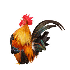 rooster isolated on white
