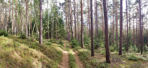 scenic panorama view of natural landscape under a cloudy sky