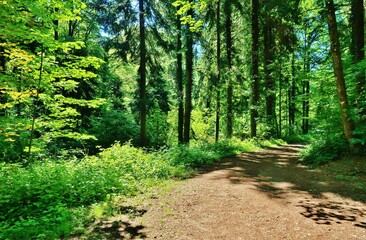 Im grünen Wald
