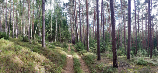 scenic panorama view of natural landscape under a cloudy sky